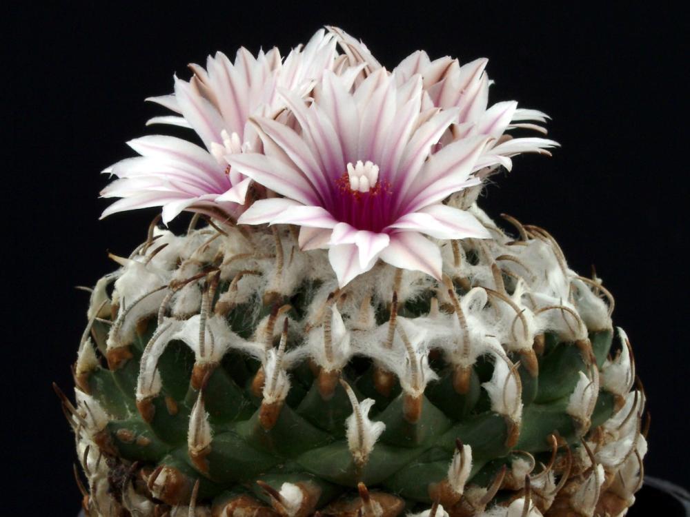 Turbinicarpus